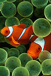 Peixe Palhaço